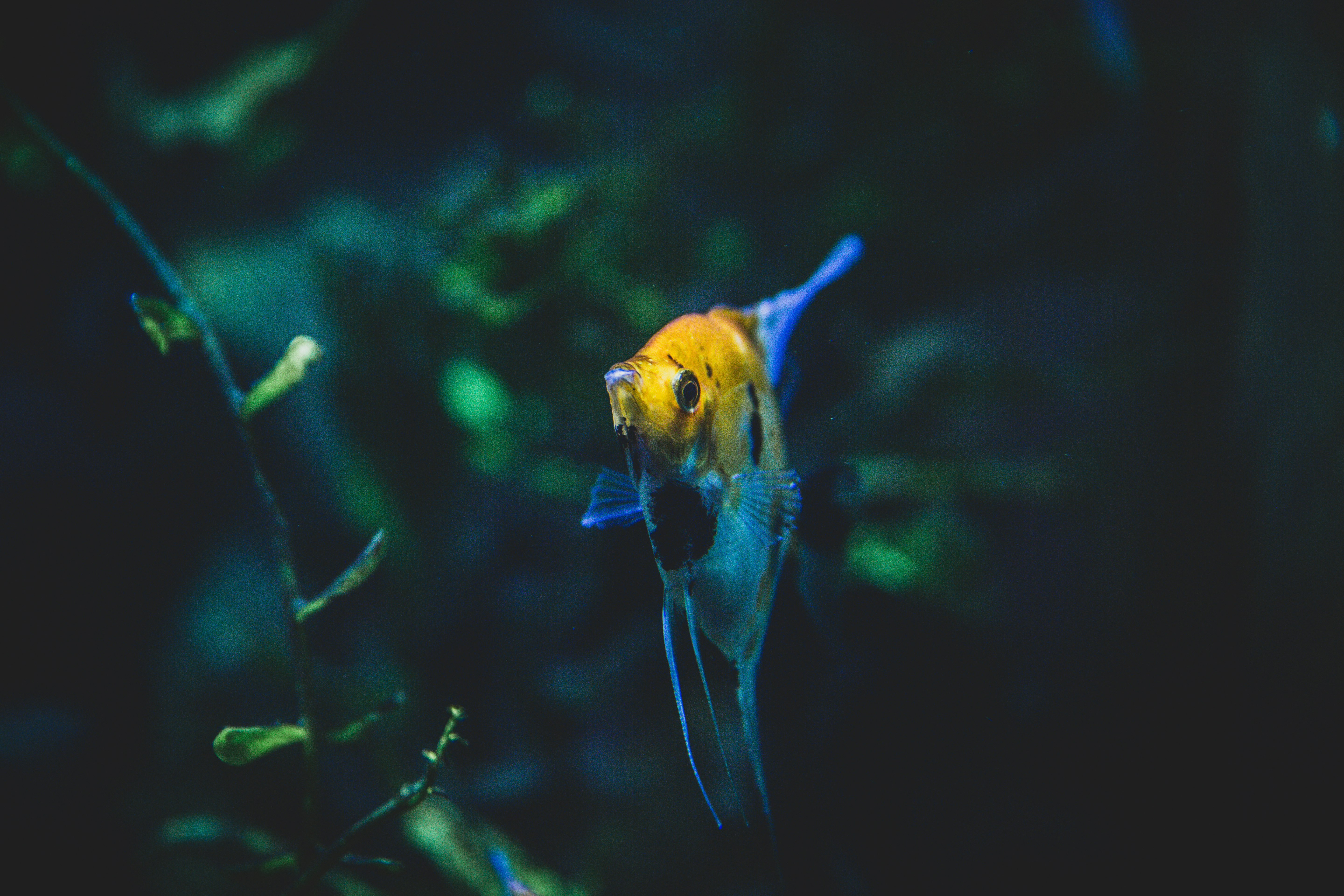 yellow and blue fish in water